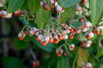 Climbing euonymus